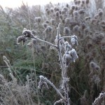 October 10, 2012 at 05:05PM Från imorse när jag vaknade, första riktiga frost natten.. #alskarattsovaute by skogsmullen